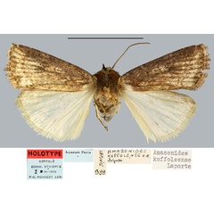 /filer/webapps/moths/media/images/K/koffoleense_Amazonides_HT_MNHN.jpg
