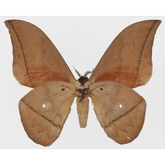 /filer/webapps/moths/media/images/N/niepelti_Lobobunaea_AM_Basquinb.jpg