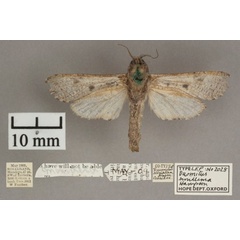 /filer/webapps/moths/media/images/S/simillima_Aethalopteryx_A_OUMNHb.jpg