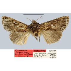 /filer/webapps/moths/media/images/F/fulgens_Ctenoplusia_HT_MNHN.jpg