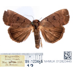 /filer/webapps/moths/media/images/M/melanocleis_Exophyla_AM_BMNH.jpg