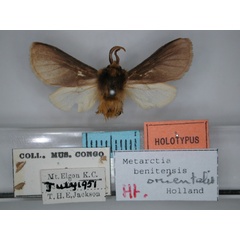 /filer/webapps/moths/media/images/O/orientalis_Metarctia_HT_RMCA_01.jpg