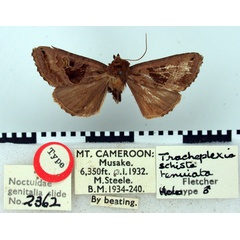 /filer/webapps/moths/media/images/T/tenuiata_Tracheplexia_HT_BMNH.jpg