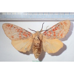 /filer/webapps/moths/media/images/G/gentilis_Mpanjaka_AM_Bippus_01.jpg