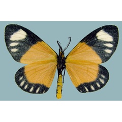 /filer/webapps/moths/media/images/N/natalensis_Aletis_AM_ZSMb.jpg