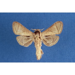 /filer/webapps/moths/media/images/O/odzalaensis_Haberlandia_HT_MWM_.jpg