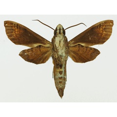 /filer/webapps/moths/media/images/M/maculifera_Antinephele_AM_Basquin_02b.jpg