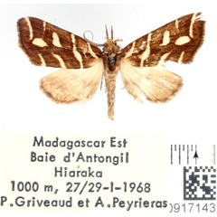 /filer/webapps/moths/media/images/P/pluriplaga_Coelophoris_AM_BMNH.jpg