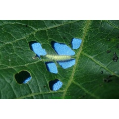 /filer/webapps/moths/media/images/O/orchatias_Picardia_C_Bippusa.jpg