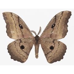 /filer/webapps/moths/media/images/K/kenya_Gynanisa_AM_Basquinb.jpg