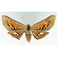 /filer/webapps/moths/media/images/P/poecilaria_Coenina_AF_TMSA.jpg