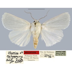 /filer/webapps/moths/media/images/M/malagasy_Chasmina_HT_MNHN.jpg