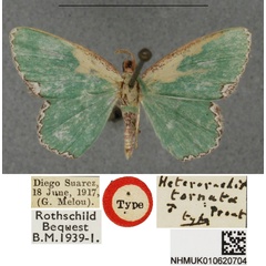 /filer/webapps/moths/media/images/T/tornata_Heterorachis_HT_BMNHa.jpg