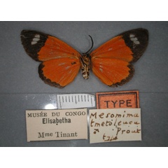 /filer/webapps/moths/media/images/T/tmetoleuca_Mesomima_HT_RMCA_02.jpg