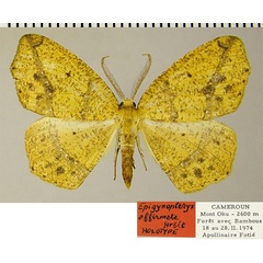 /filer/webapps/moths/media/images/A/affirmata_Epigynopteryx_HT_ZSMa.jpg