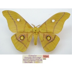 /filer/webapps/moths/media/images/K/krucki_Gonimbrasia_AM_NHMUKa.jpg