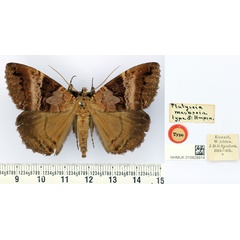 /filer/webapps/moths/media/images/M/mesoscia_Platyscia_HT_BMNH.jpg
