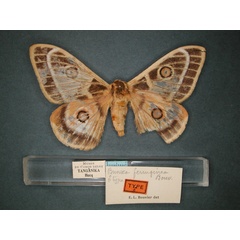 /filer/webapps/moths/media/images/F/ferruginea_Bunaeopsis_HT_RMCA_01.jpg