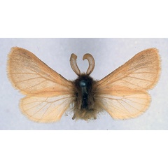 /filer/webapps/moths/media/images/S/subrosea_Automolis_HT_BMNH_01.jpg