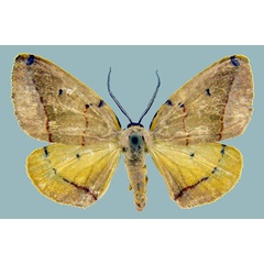 /filer/webapps/moths/media/images/T/terinata_Phoenicocampa_AF_Staude.jpg