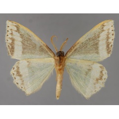 /filer/webapps/moths/media/images/T/triangularia_Archichlora_A_ZSM_02.jpg