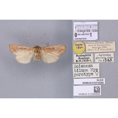 /filer/webapps/moths/media/images/B/biluma_Sciomesa_PTF_BMNH_01a.jpg