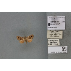 /filer/webapps/moths/media/images/R/rufocastanea_Eublemma_PT_BMNHa.jpg