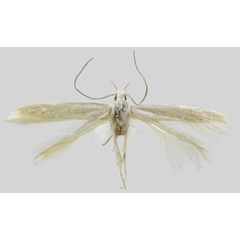 /filer/webapps/moths/media/images/A/animula_Coleophora_HT_BMNH.jpg