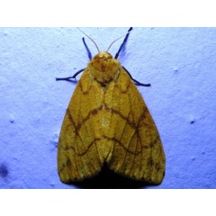 /filer/webapps/moths/media/images/A/aurantiaca_Monstruncusarctia_A_Ajibade.jpg