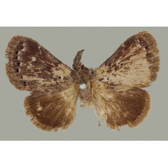 /filer/webapps/moths/media/images/R/riftensis_Haplopacha_PTF_BMNH.jpg