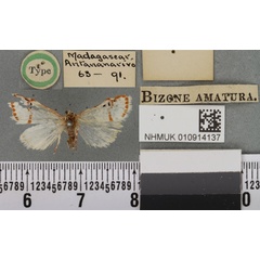 /filer/webapps/moths/media/images/A/amatura_Bizone_HT_BMNHa.jpg