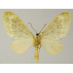 /filer/webapps/moths/media/images/S/stulta_Lobidiopteryx_AM_ZSMb.jpg