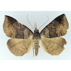 /filer/webapps/moths/media/images/P/poliophaea_Aburina_AF_TMSA_02.jpg