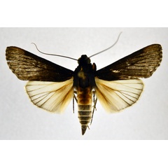 /filer/webapps/moths/media/images/S/subligata_Audea_A_NHMO.jpg