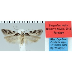 /filer/webapps/moths/media/images/M/major_Benguelasa_PT_ZMHB.jpg