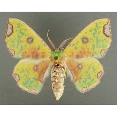 /filer/webapps/moths/media/images/T/triplaga_Victoria_AF_TMSA_02.jpg