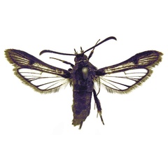 /filer/webapps/moths/media/images/D/domaticola_Osmanthedon_STF_BMNH.jpg