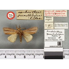 /filer/webapps/moths/media/images/P/punctuligera_Anchirithra_HT_BMNH.jpg