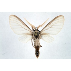 /filer/webapps/moths/media/images/C/cinereocostata_Apisa_AM_Ochse.jpg