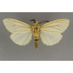 /filer/webapps/moths/media/images/P/pembertoni_Estigmene_ST_BMNH.jpg