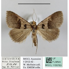 /filer/webapps/moths/media/images/H/hamifera_Anoba_A_MGCLa_02.jpg
