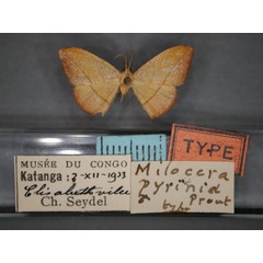 /filer/webapps/moths/media/images/P/pyrinia_Milocera_HT_RMCA_01.jpg