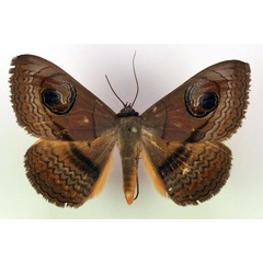 /filer/webapps/moths/media/images/G/glaucescens_Spirama_A_RMCA.jpg