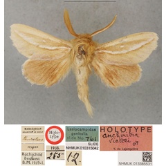 /filer/webapps/moths/media/images/V/viettei_Anchirithra_HT_BMNH.jpg