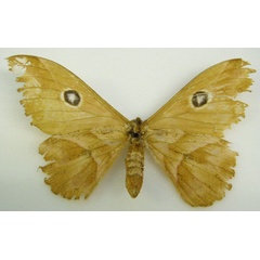 /filer/webapps/moths/media/images/N/nereis_Nudaurelia_HT_NHMUKb.jpg