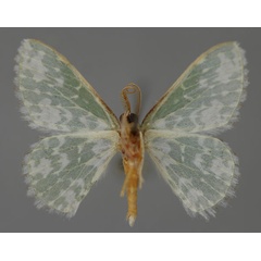 /filer/webapps/moths/media/images/V/viridalbata_Rhodesia_A_ZSM_02.jpg