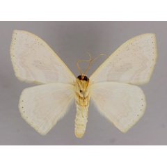 /filer/webapps/moths/media/images/C/chalyboeata_Somatina_A_ZSM_02.jpg