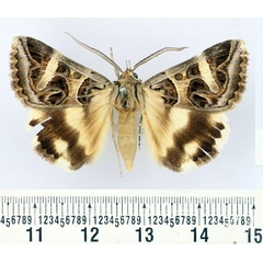 /filer/webapps/moths/media/images/V/vermiculosa_Cerocala_AM_BMNH.jpg
