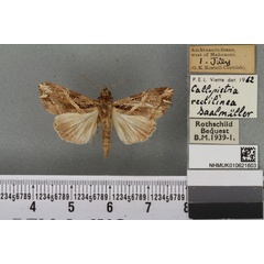 /filer/webapps/moths/media/images/R/rectilinea_Callopistria_AF_BMNHa.jpg