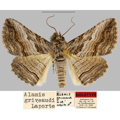 /filer/webapps/moths/media/images/G/griveaudi_Alamis_HT_MNHN.jpg
